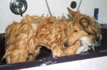 Hunde Bad